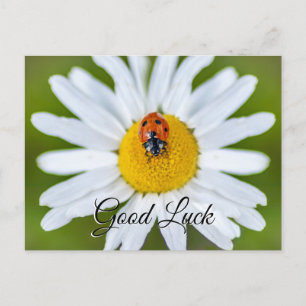 Boa sorte com a linda joaninha! cartão postal