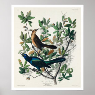 Boat-tailed Grackle by Audubon Poster