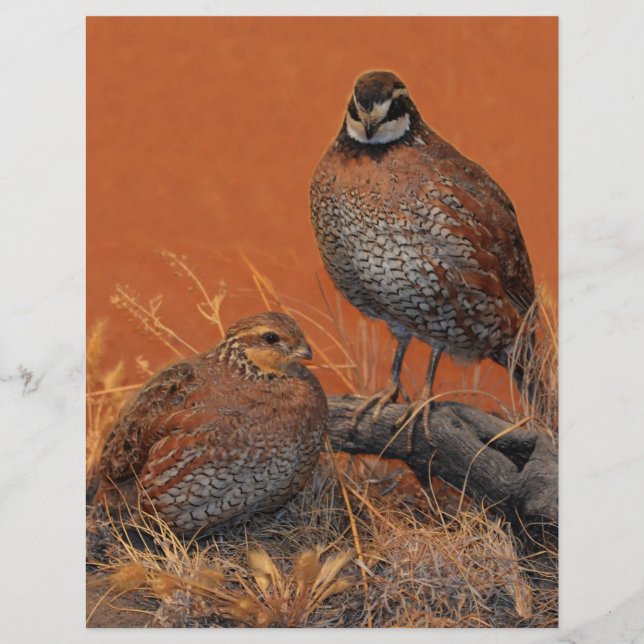 Bobwhite Quail (Georgia, Missouri e Tennessee) (Frente)