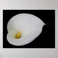 Boca branca Lily Poster