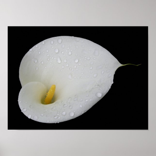 Boca branca Lily Poster (Frente)
