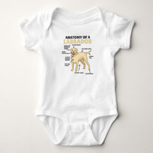 Body Para Bebê Anatomy Of A Labrador Retriever Sweet Dogs