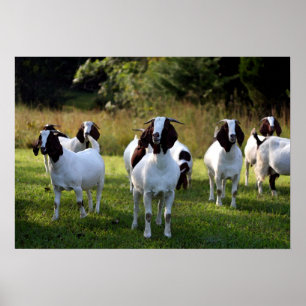 Boer Goat The Gangs All Here Poster Impressão