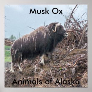 Boi-Animais do Musk do poster de Alaska