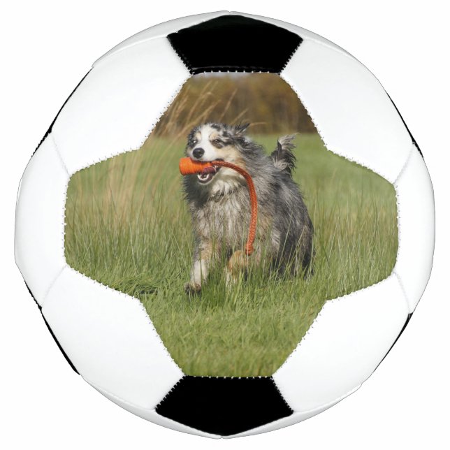 Bola De Futebol blue merle aussie correndo com brinquedo (Frente)