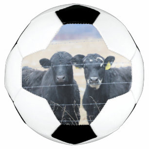 Bola De Futebol Bovinos bystanders