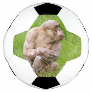 Bola De Futebol Chimpanzé sem Cabelos
