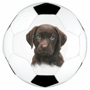 Bola De Futebol Chocolate Labrador Puppy
