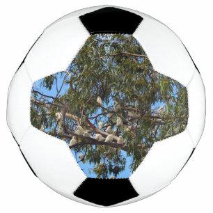 Bola De Futebol Cockatoos australianos brancos selvagens,