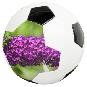 Bola De Futebol energia do katydid