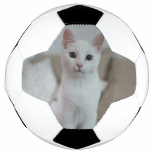 Bola De Futebol Gato branco   Zazzle_Growth.