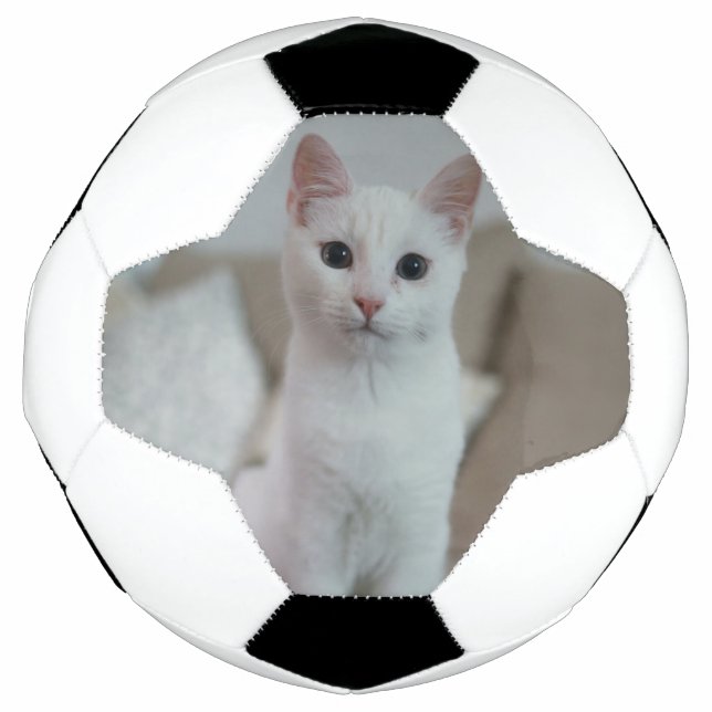 Bola De Futebol Gato branco | Zazzle_Growth. (Frente)