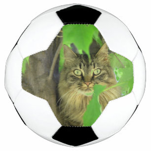 Bola De Futebol Gato Maine Coon na Árvore