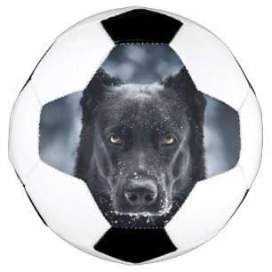 Bola De Futebol German shepherd Preto