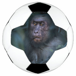 Bola De Futebol Macaco na selva