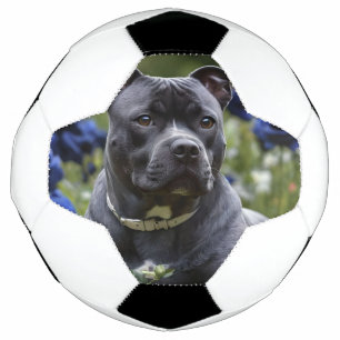 Bola De Futebol Staffordshire Bull Terrier In Blue Rosa Garden
