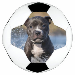 Bola De Futebol Staffy Puppy A Espalhar No Mar,