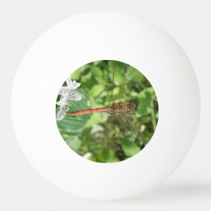 Bola de Pong do Dragonfly Ping Dark Comum