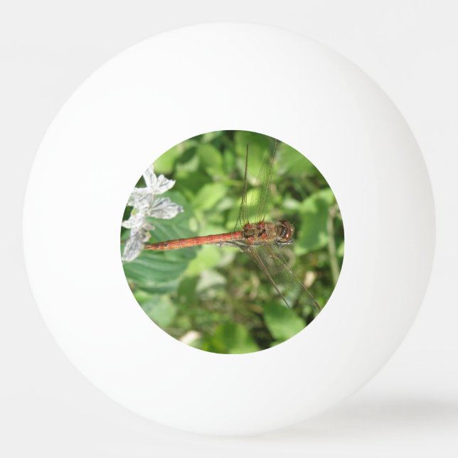 Bola de Pong do Dragonfly Ping Dark Comum (Frente)