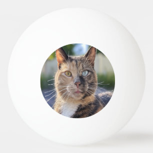 Bolinha De Ping Pong Adicionar Personalização de Foto de Cat