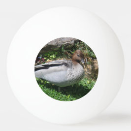 Bolinha De Ping Pong Australian Wood Duck in Tranquil Garden