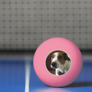 Bolinha De Ping Pong Cães