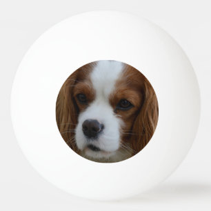 Bolinha De Ping Pong Cão