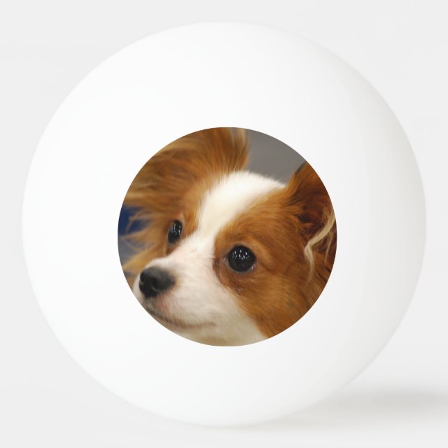Bolinha De Ping Pong Cão bonito de Papillon (Frente)