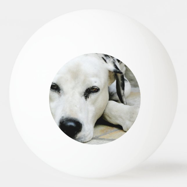Bolinha De Ping Pong Cão Dalmatian (Frente)