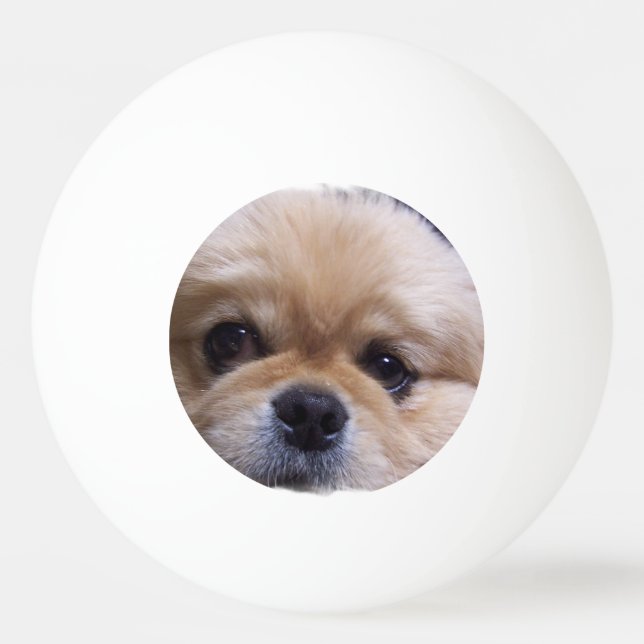 Bolinha De Ping Pong Cão de Pekingese (Frente)
