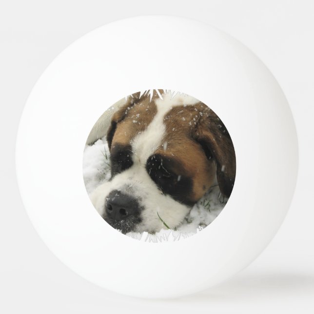 Bolinha De Ping Pong Cão de St Bernard (Frente)