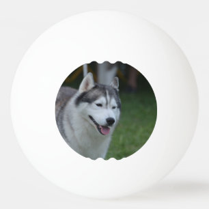 Bolinha De Ping Pong Cão ronco