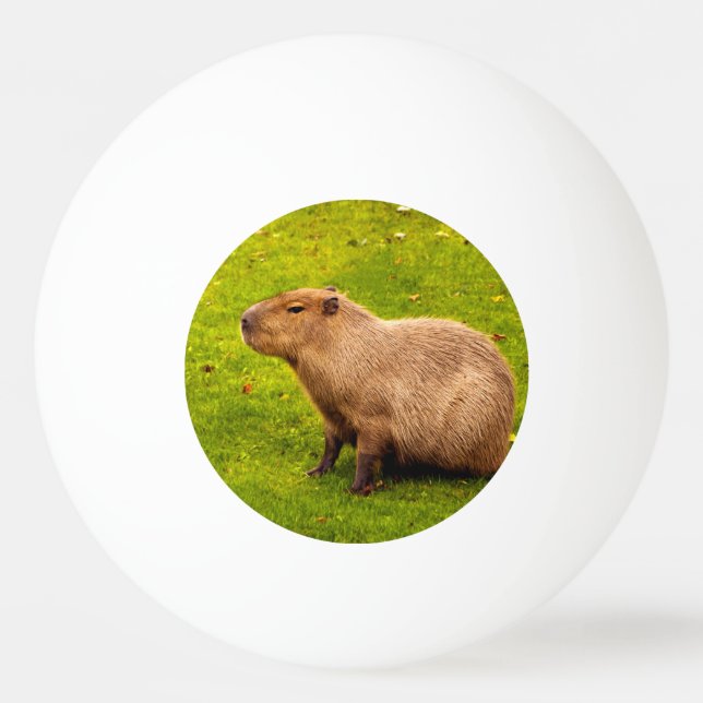 Bolinha De Ping Pong Capivara (Frente)