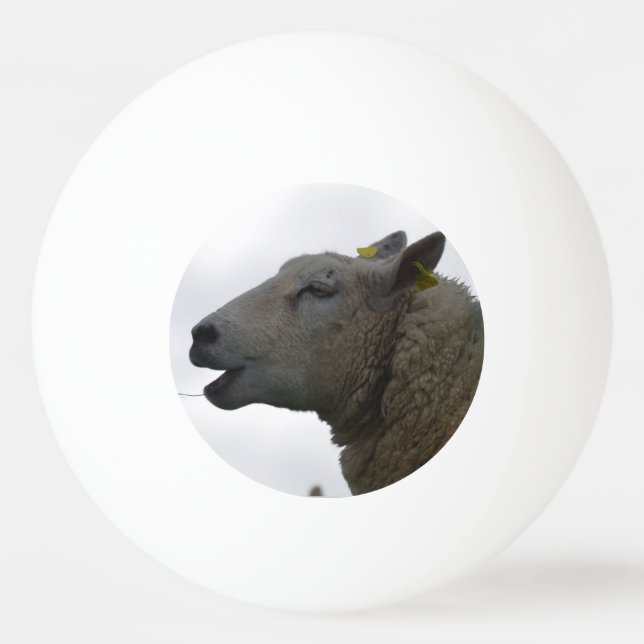 Bolinha De Ping Pong Carneiros que Chomping no feno (Frente)
