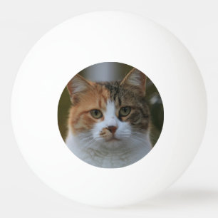 Bolinha De Ping Pong Crie Sua Própria Foto Personalizada de Gato de Est