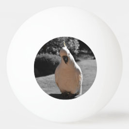 Bolinha De Ping Pong Curioso Cacatua de Crista Amarela