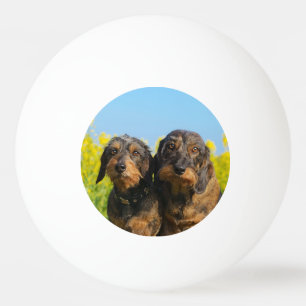Bolinha De Ping Pong Dois Cães Dachshund Dackel Foto Retrato