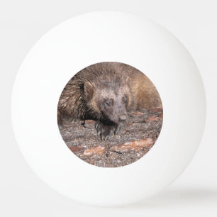 Bolinha De Ping Pong Encontro Próximo com Wolverine