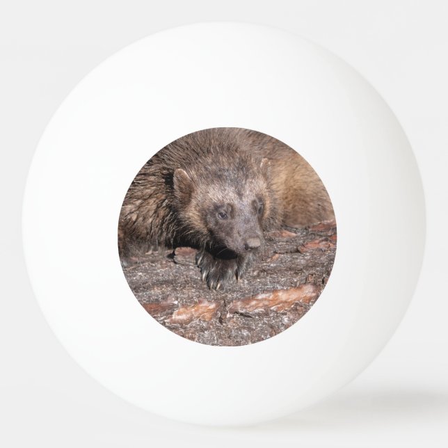 Bolinha De Ping Pong Encontro Próximo com Wolverine (Frente)