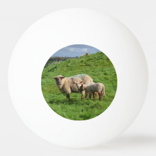 Bolinha De Ping Pong Família dos carneiros