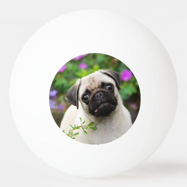Bolinha De Ping Pong Filhote de cachorro bonito do pug da jovem corça (Frente)