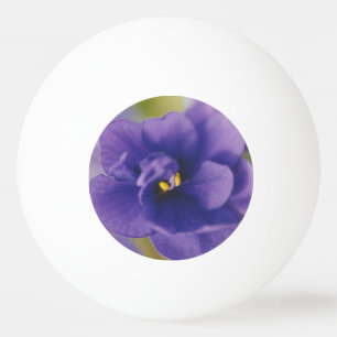 Bolinha De Ping Pong Flor Azul Sangrando de Violet Saintpaulia Zoomed