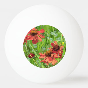 BOLINHA DE PING PONG FLOR DE RUDBECKIA VERMELHA