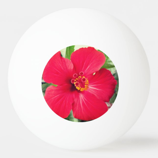 Bolinha De Ping Pong Flor Vermelha de Hibiscus Rosa-sinensis (Frente)