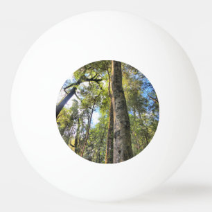Bolinha De Ping Pong Floresta Tropical Australiana Eucalyptus Gum Trees