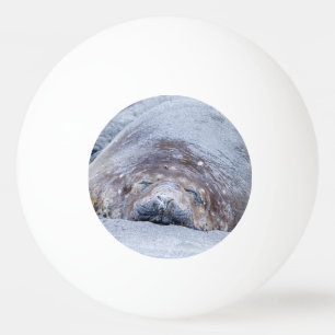 Bolinha De Ping Pong Foca-elefante que dorme