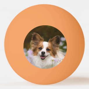Bolinha De Ping Pong Foto de Cute Papillon, Chefe do Cão