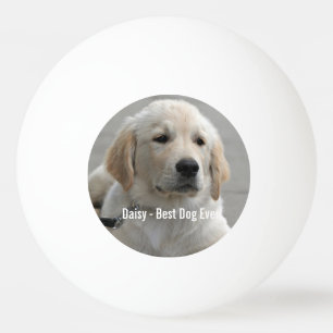 Bolinha De Ping Pong Foto e nome do cão de retenção do Ouro personal