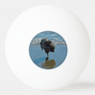 Bolinha De Ping Pong Fotografia do Balé Keeshond - Arte de Cachorro Ori