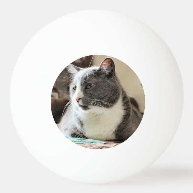 Bolinha De Ping Pong Gato (Frente)